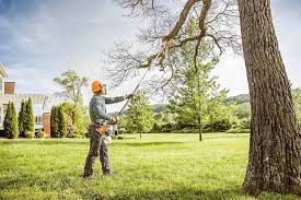 Trusted Adwolf, VA Tree Services Experts