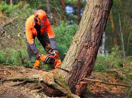 Best Firewood Processing and Delivery  in Adwolf, VA