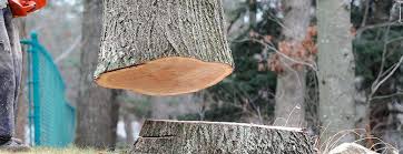How Our Tree Care Process Works  in  Adwolf, VA
