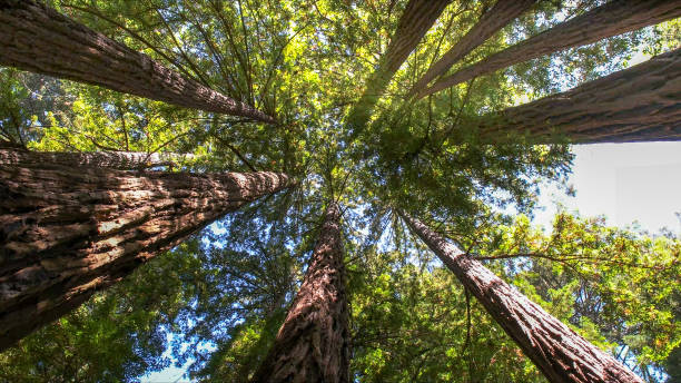 Best Commercial Tree Services  in Adwolf, VA
