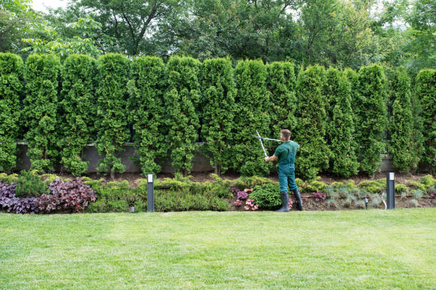 Best Tree Cabling and Bracing  in Adwolf, VA