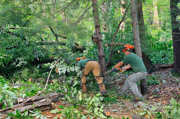 Best Arborist Consultation Services  in Adwolf, VA