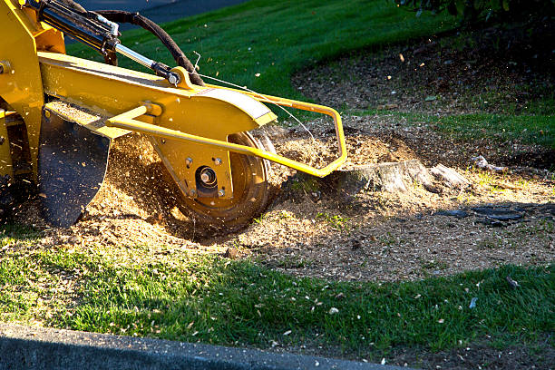Best Lawn Irrigation Installation and Maintenance  in Adwolf, VA
