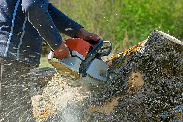 Best Lawn Maintenance Plans  in Adwolf, VA