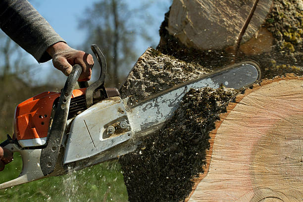 Best Tree Trimming and Pruning  in Adwolf, VA