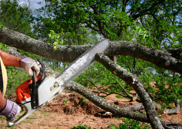 Best Lawn Watering Services  in Adwolf, VA