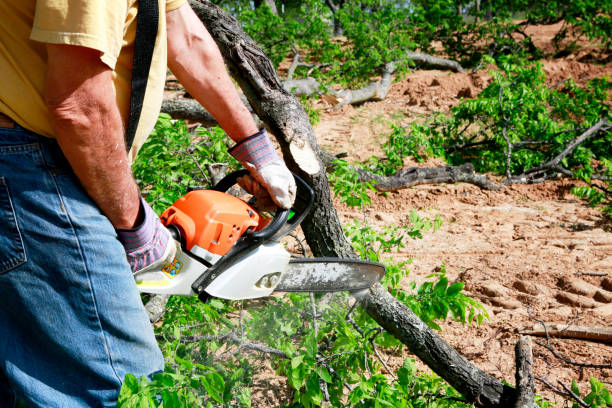 Tree and Shrub Care in Adwolf, VA